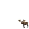 Schleich Wild Life Élan, Mâle