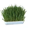 Kerbl Herbe à ronger 100g, blé/avoine/orge