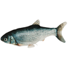 Kerbl Pet Jouet pour Chat Jumping Fish sur Batterie, 28x11cm