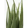 Plante décorative Aloe Kare Design