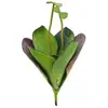 Europalms 45 cm en EVA Water Lily fermé, Vert