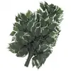 Europalms Ficus Spray 12x, vert, 1