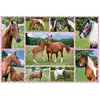 Schmidt Spiele - Non Rêves de Chevaux, 150 Pcs, 56269
