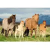 Puzzle enfant 200 pieces - Famille Cheval - SCHMIDT AND SPIELE