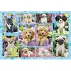 Puzzle Animaux Chiots - SCHMIDT SPIELE - 200 pièces - Enfant 8 ans et plus