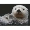 Ravensburger 12000235 Puzzle-12000235 Puzzle Mignon Petite Loutre 500 pièces