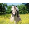 Ravensburger 12000210 12000210 Puzzle Cheval dans Le Champ de Colza 500 pièces pour Adultes et Enfants à partir de 10 Ans