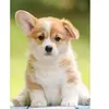 Ravensburger Puzzle 500 pièces : Adorable corgi