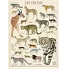 Ravensburger Puzzle 500 pièces : Muséum national d'Histoire naturelle : Les félins