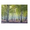 Ravensburger Puzzle 1000 pièces Forêt de bouleaux