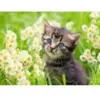 Chaton dans le Pré 500 Pièces  Ravensburger