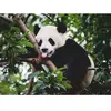Le Panda 500 Pièces  Ravensburger