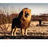 Ravensburger Verlag GmbH Puzzle 1500 pièces - Le lion, le roi des animaux