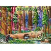 Puzzle 500 pièces : Parc National de Redwood