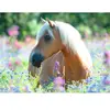 Puzzle 300 pièces Ravensburger - Cheval sur champ de fleurs