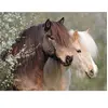 Puzzle 150 pièces XXL Ravensburger Magnifiques chevaux