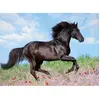 Puzzle 200 pièces XXL Ravensburger Etalon Noir TU