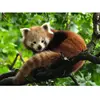 Puzzle 500 pièces - Ravensburger - Adorable Panda roux - Adulte - 500-750 pièces - Blanc