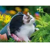 Ravensburger Puzzle enfant Nathan Petit chaton curieux 250 pièces