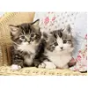 Puzzle 100 pièces Nathan Duo de chatons