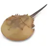 Collecta jouer animal préhistorique crabe en fer à cheval 15 cm ABS marron