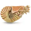 Collecta animal de jeu préhistoire Nautilus 10 cm ABS beige