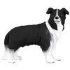 Figurine Collecta Chiens (M): BORDER COLLIE 7x3.5x6cm  - Figurine d'animaux  - 3388010 