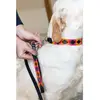 Laisse pour chien HFI Polo Multicolore 2,5x120 cm HFIDL002BKOPM