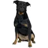 Muselière pour chien en nylon museau plat Duvoplus Noir 51x71 cm 4705135