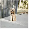Harnais pour chien actif Kentucky Velvet Noir XL 42640-01-XL