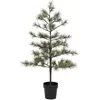 House Doctor - Sapin Nature - Naturel