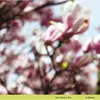 World of Echo in Spring