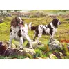 Spaniel on Moor 1000 Pièces  Otter House Puzzle