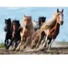 Puzzle - TREFL - 10446 - 1000 pièces - Animaux - Chevaux au galop - Multicolore