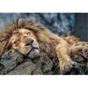 trefl 10447 "puzzle lion en sommeil (1000 pièces)