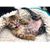 Trefl 916 10448 EA 1000pcs Kitten, Coloured, Chat Joyeux