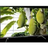 TCL QLED810L 55QLED810L TV 55" 4K Ultra HD Smart TV Wifi Noir
