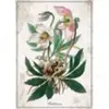 INTERDRUK Puzzle Botanic : Hellébore 1000 pièces