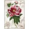 Interdruk Botanic Collection - Pivoine