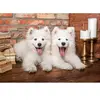 Puzzle 1000 pièces - Castorland - Chiots samoyèdes - Animaux - Intérieur - Mixte