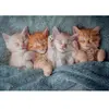 Castorland Puzzle 1000 pièces : Les chatons les plus doux