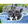 Chiots Bouledogues Français 1000 Pièces Castorland