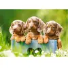 Castorland Puzzle 100 pièces : Mignons teckels