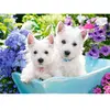 Westie Puppies, Puzzle 200 Teiles  - Castorland Puzzle  - 4438222032 