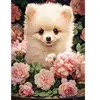 Castorland Puzzle 300 pièces : Chiot de Poméranie premium dans les roses