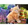 Chaton tigre  Puzzle 500 pièces  - Castorland Puzzle  - B-52240 
