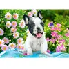 Castorland Puzzle 500 pièces : Chiot Bouledogue Français