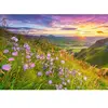 Castorland Puzzle 500 pièces : Campanules au lever du soleil Coloris Unique