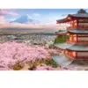 Puzzle 500 pièces : Le printemps au Japon