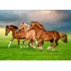 Chevaux en Ruée Vers le Printemps 500 Pièces  Castorland